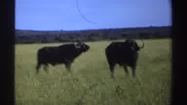 Nigeria (1969): Pair Of Black Wildebeests And Elephant Standing In Green Grass On
