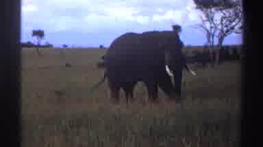 Nigeria-1969: An Elephant In The Wild That Is Looking Around In The Daytime With