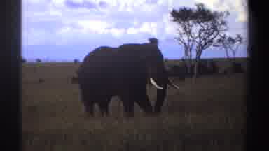 Nigeria (1969): An African Elephant Stood In Its Natural Environment In Front Of A
