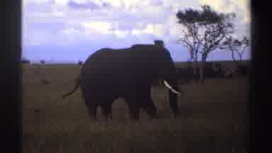 Nigeria (1969): Lone Elephant Eating Tall Tan Grass On A Clear Day