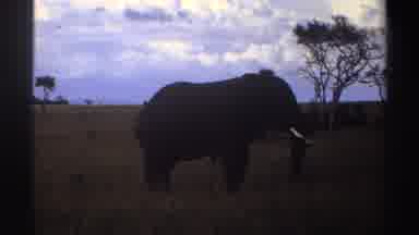 Nigeria (1969): Elephant Roaming The Grasslands