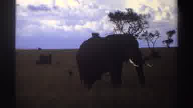 Nigeria (1969): Elephant Walking Alone In The Sahara