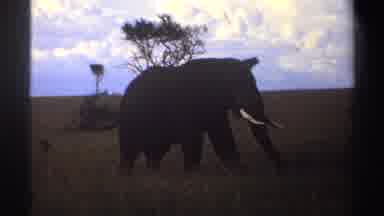 Nigeria (1969): Elephant Moving Its Tail And Walking While Eating Fresh Delicious
