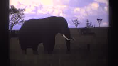 Nigeria (1969): Huge Elephant Wagging Its Tail And Trunk Happy In The Green Field