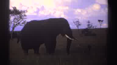 Nigeria (1969): African Elephant Side View Foreground Darker Pretty Blue Sky With