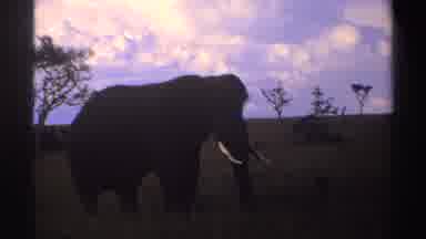 Nigeria (1969): Elephant At Sunset