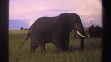 Nigeria (1969): Large Strong Gray Elephant With Long White Tusks Moving Its Ears