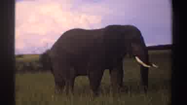 Nigeria (1969): A Home Movie Depicting An Elephant With Tusks Walking Slowly In
