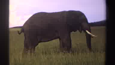 Nigeria (1969): Elephant In The Field With Tail Wagging