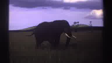 Nigeria (1969): African Elephant In Tall Grass Blue Sky And Clouds Hills In