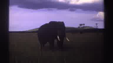 Nigeria (1969): Beautiful Free Grazing Elephant In Natural Habitat With Strong