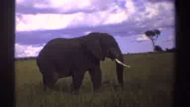 Nigeria (1969): Elephant Walking Through The Havana Large Ivory Tusks Tail Moving