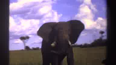 Nigeria (1969): View Of Elephant Walking In Grass Field On Clear Sunny Day