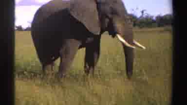Nigeria (1969): Wild Large Tusk Animal Rest Large Turf Situate Clear Climate