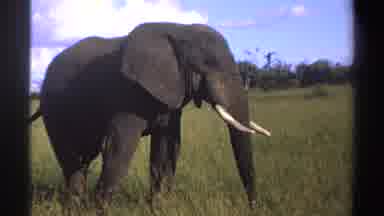 Nigeria (1969): An Amazing Elephant Slows Its Pace Then Swings His Trunk As If To