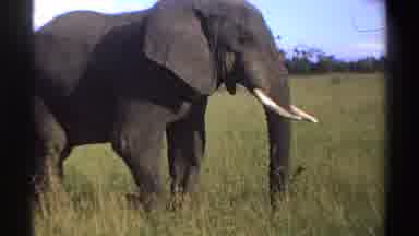Nigeria (1969): Side View Of African Elephant In Tall Grass Blue Sky And White