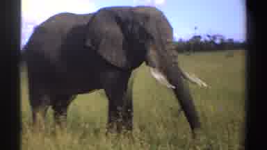 Nigeria-1969: African Elephant Walking And Grazing On Wild Grasses Outside In