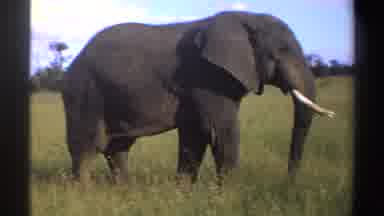 Nigeria (1969): Lone Walks Through Tall Grass On A Clear Sunny Day