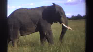 Nigeria (1969): An Elephant Calmly Walking Through Some Tall Grass During The Day