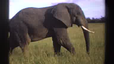Nigeria (1969): Large Gray Elephant With Long White Tusks Ears Trunk And Tail