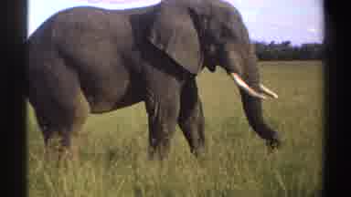 Nigeria (1969): Vintage Footage Of An African Elephant Eating Grass In A Green