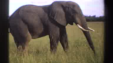 Nigeria (1969): Lone Elephant Eating Tall Green Grass On A Clear Day