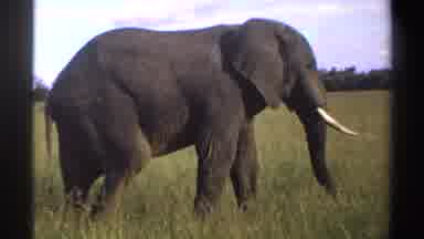 Nigeria (1969): Massive Gray Elephant Feeling Happy On A Sunny Day