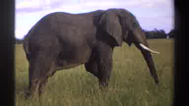 Nigeria (1969): Elephants In Forest
