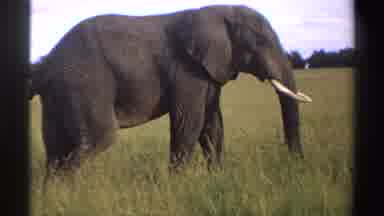 Nigeria (1969): Elephant In The Field Is Eating The Grass Which S On The Field