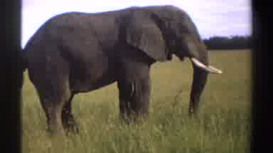 Nigeria (1969): Close Up Of Side Of African Elephant Standing In Tall Grass