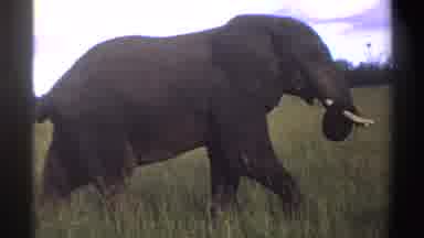 Nigeria (1969): African Elephant Strolling The Savanna