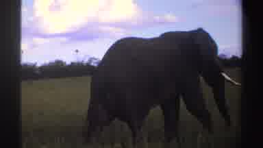Nigeria (1969): African Elephant Slowly Walks Away From Camera Through Tall Grass