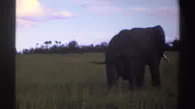 Nigeria (1969): Lone Elephant Walking Through Tall Green Grass On A Clear Day