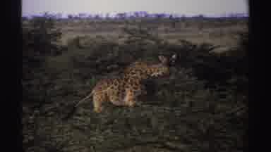 Nigeria (1969): Beautiful And Giant Giraffe In The Field Feeding On The Trees And