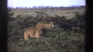 NIGERIA-1969: Giraffe Feeding Alone In Green Forest