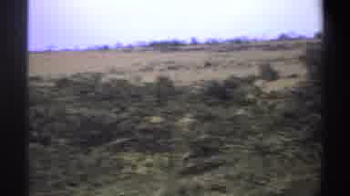 Nigeria (1969): Scenes Of Spotted Big Cat And Giraffe Face Peeking Over Tall Trees