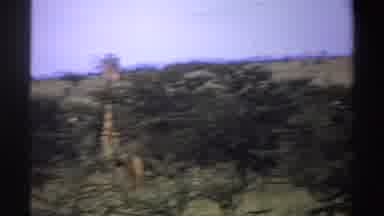 Nigeria (1969): Giraffe Family Eating In The Wild