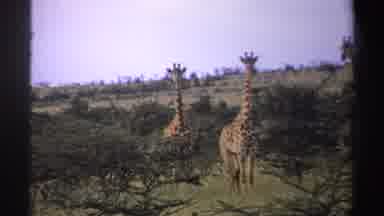 Nigeria (1969): Three Giraffes Want To Eat The Leaves On Trees