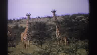 Nigeria (1969): Two Giraffes In Their Wild Habitat Standing And Staring At The