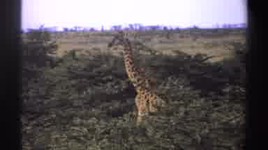 Nigeria (1969): View Of Giraffe Walking Through Green Trees On A Clear Day