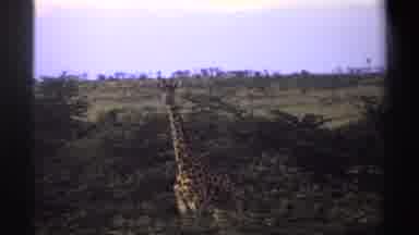 Nigeria (1969): A Giraffe Stands And Looks Into The Distance In A Pathway
