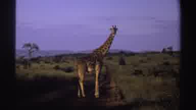 Nigeria (1969): Giraffe In The Forest Surrounded By Bushes And Trees In Their