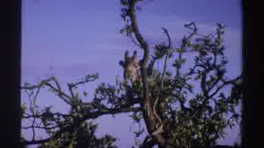 Nigeria (1969): Beautiful Giraffe Eating Leaves From Tree Top In The Middle Of The