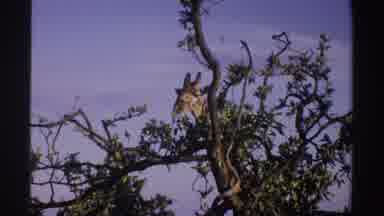 Nigeria (1969): Giraffe Looking Through Green Leaves Of Tree On A Clear Sunny Day