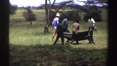 Nigeria (1969): Group Of Men In The Middle Of The Field Walking Carrying Man On