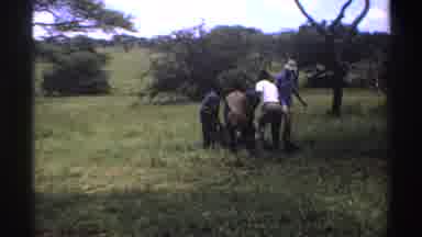 Nigeria (1969): Group Of People In The Bush Taking A Metal Bar Out Of A Bag On The