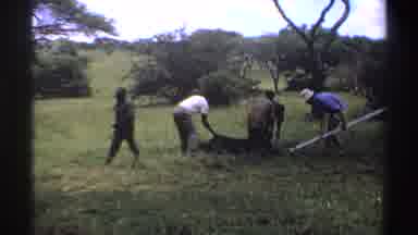 Nigeria (1969): Men Roll Out A Tent On The Ground In A Grassy Field In A Tree