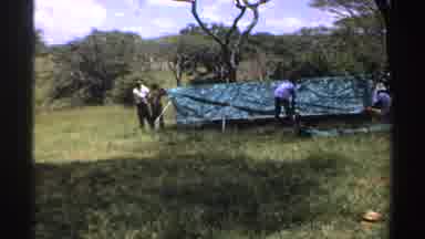 Nigeria (1969): Four Men Pitching Green Tent Near Trees On A Sunny Day