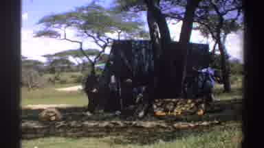 Nigeria (1969): Men Moving Large Green Structure Toward Tree On A Sunny Day