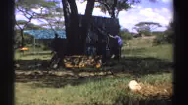 Nigeria (1969): Three Men Outside Climbing Up A Web In A Sunny Day
